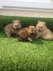 Pomeranian Puppies for sale in IL-83, Wood Dale, IL, USA. price: NA