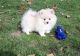 Pomeranian Puppies for sale in Trumbull, CT 06611, USA. price: NA