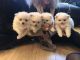 Pomeranian Puppies for sale in TX-121, Blue Ridge, TX 75424, USA. price: NA