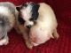 Pomeranian Puppies for sale in York, SC 29745, USA. price: NA