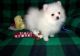 Pomeranian Puppies for sale in New Orleans, LA, USA. price: $350