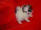 Pomeranian Puppies for sale in New Orleans, LA 70112, USA. price: NA