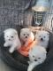 Pomeranian Puppies for sale in San Jose, CA, USA. price: NA