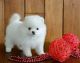 Pomeranian Puppies for sale in New Orleans, LA, USA. price: $400