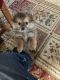 Pomeranian Puppies for sale in Charter Twp of Clinton, MI, USA. price: NA