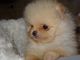 Pomeranian Puppies for sale in Salt Lake City, UT, USA. price: NA