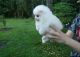 Pomeranian Puppies for sale in 27010 Skaggs Springs Rd, Annapolis, CA 95412, USA. price: NA