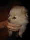 Pomeranian Puppies for sale in Harrison, MI 48625, USA. price: NA