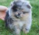 Pomeranian Puppies for sale in Sandy, UT, USA. price: NA