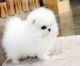 Pomeranian Puppies for sale in Columbia, SC 29201, USA. price: $350