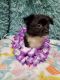 Pomeranian Puppies for sale in Clinton Twp, MI, USA. price: NA