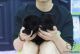 Pomeranian Puppies for sale in 2608 Piedmont Rd NE, Atlanta, GA 30324, USA. price: NA