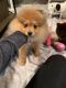 Pomeranian Puppies for sale in 306 Westshore Dr, Shorewood, IL 60404, USA. price: $300