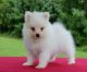 Pomeranian Puppies for sale in New Orleans, LA, USA. price: $380
