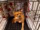 Pomeranian Puppies for sale in New Orleans, LA, USA. price: $900