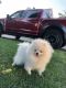 Pomeranian Puppies for sale in Norwalk, CT, USA. price: NA