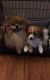 Pomeranian Puppies for sale in 6015 S Parfet St, Littleton, CO 80127, USA. price: NA