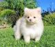 Pomeranian Puppies for sale in Louisiana Purchase, Aurora, CO 80017, USA. price: NA