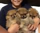 Pomeranian Puppies for sale in Maricopa, AZ, USA. price: $600