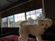 Pomeranian Puppies for sale in 72 Sierra Grande Ct, San Jose, CA 95116, USA. price: $1,500