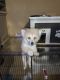Pomeranian Puppies for sale in San Jose, CA, USA. price: $2,700