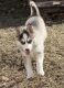 Pomsky Puppies for sale in Hastings, MI 49058, USA. price: $1,500