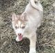 Pomsky Puppies for sale in Hastings, MI 49058, USA. price: $1,300