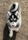 Pomsky Puppies for sale in Hastings, MI 49058, USA. price: $1,200