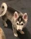 Pomsky Puppies for sale in Hastings, MI 49058, USA. price: $900