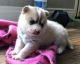 Full Blooded Pomsky Puppies
