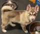 Pomsky Puppies for sale in Hastings, MI 49058, USA. price: $500