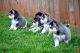 Pomsky Puppies for sale in Boston, MA, USA. price: NA