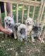 Pomsky Puppies for sale in Loveland, CO, USA. price: NA