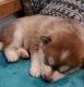 Pomsky Puppies for sale in Gloucester, VA 23061, USA. price: $1,200