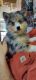 Pomsky Puppies for sale in Woodland, MI 48897, USA. price: $1,500
