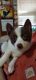 Pomsky Puppies for sale in Woodland, MI 48897, USA. price: $1,000