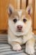 Pomsky Puppies for sale in Forbes Rd, Gloucester, VA 23061, USA. price: $1,200
