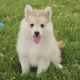 Pomsky Puppies for sale in Dublin, CA 94568, USA. price: $750
