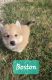 Pomsky Puppies for sale in Weir, TX 78626, USA. price: $1,350
