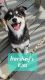 Pomsky Puppies for sale in Weir, TX 78626, USA. price: $999