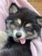 Pomsky Puppies for sale in Longview, TX, USA. price: $2,400
