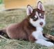 Pomsky Puppies for sale in Fort Wayne, IN, USA. price: $800
