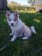 Pomsky Puppies for sale in Columbus, OH, USA. price: $450