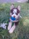 Pomsky Puppies for sale in Columbus, OH, USA. price: $450