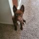 Pomsky Puppies for sale in Temecula, CA, USA. price: $750