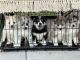 Pomsky Puppies for sale in Sacramento, CA, USA. price: $1,800