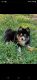 Pomsky Puppies for sale in Longview, TX, USA. price: $300