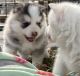 Pomsky Puppies for sale in Seagoville, TX 75159, USA. price: $1,500