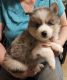 Pomsky Puppies for sale in Woodland, MI 48897, USA. price: $2,000
