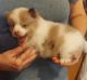 Pomsky Puppies for sale in Woodland, MI 48897, USA. price: $2,000
